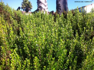 Myrtus communis 'Compacta' - foliage 1